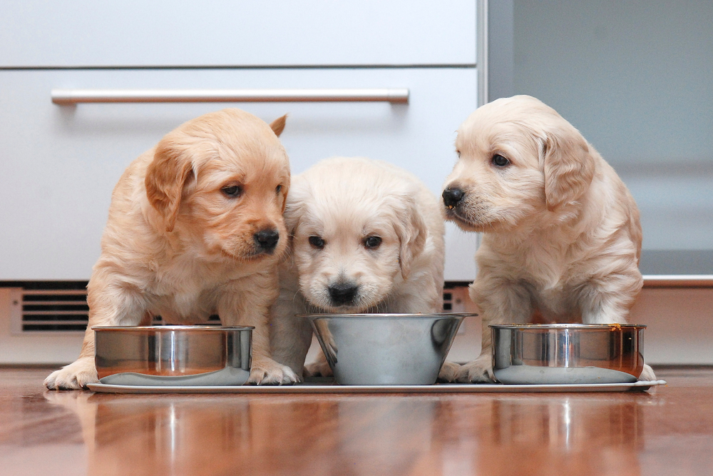 Three puppies eating food in the kitchen
