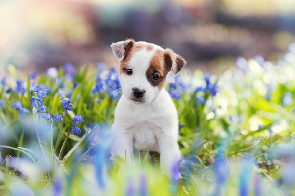 Puppy Potty Training 101: A Guide To Train Your Puppy Fast