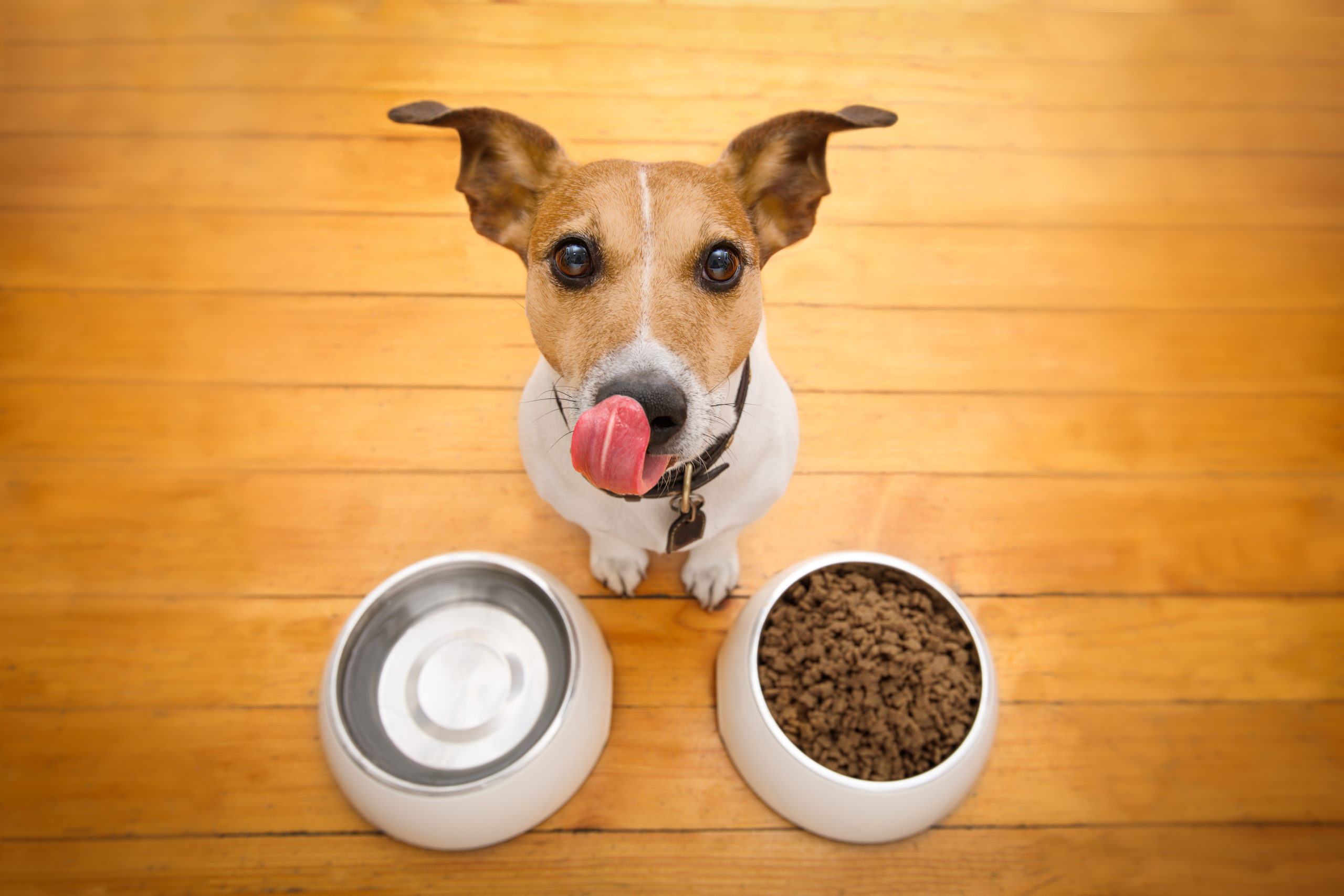 How Much Should I Feed My Dog AskVet