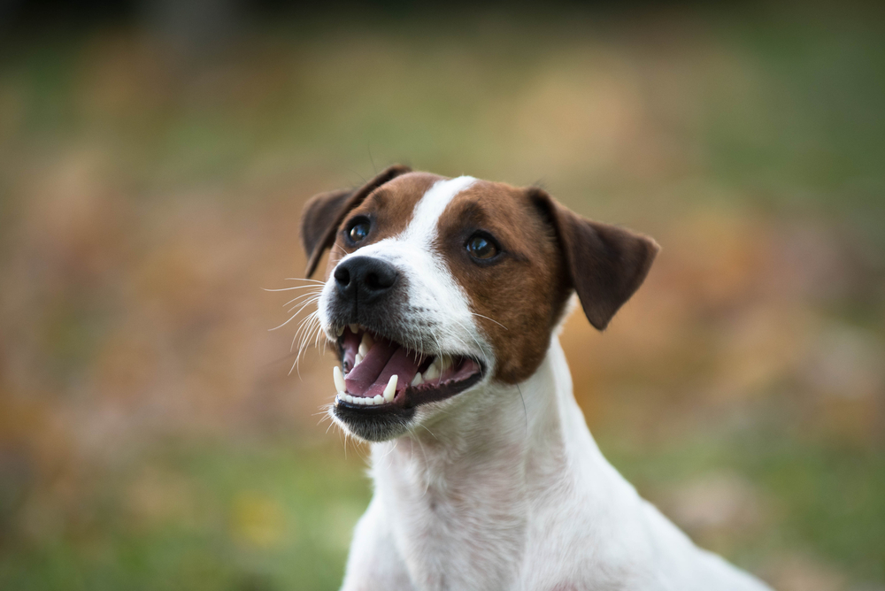Everything You Need To Know About Dental Disease In Dogs