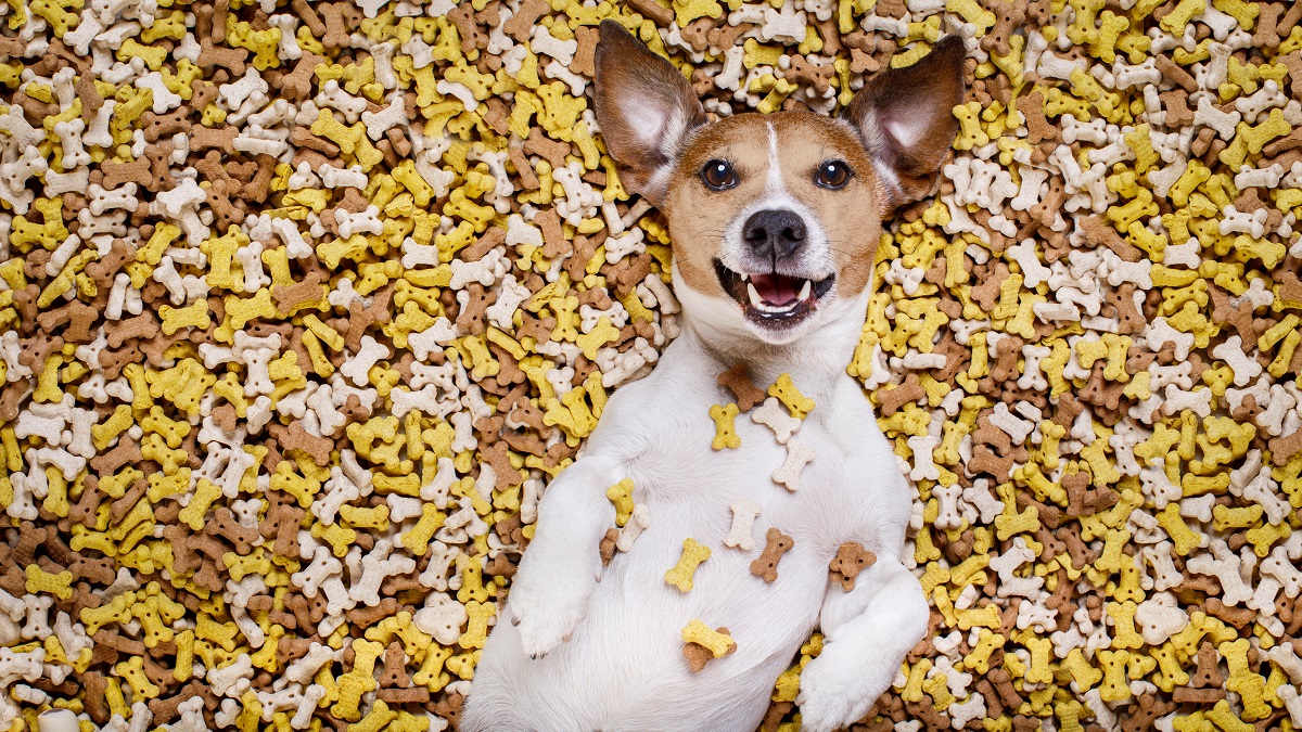 jack russell dog lying on a pile of cookie bone treats