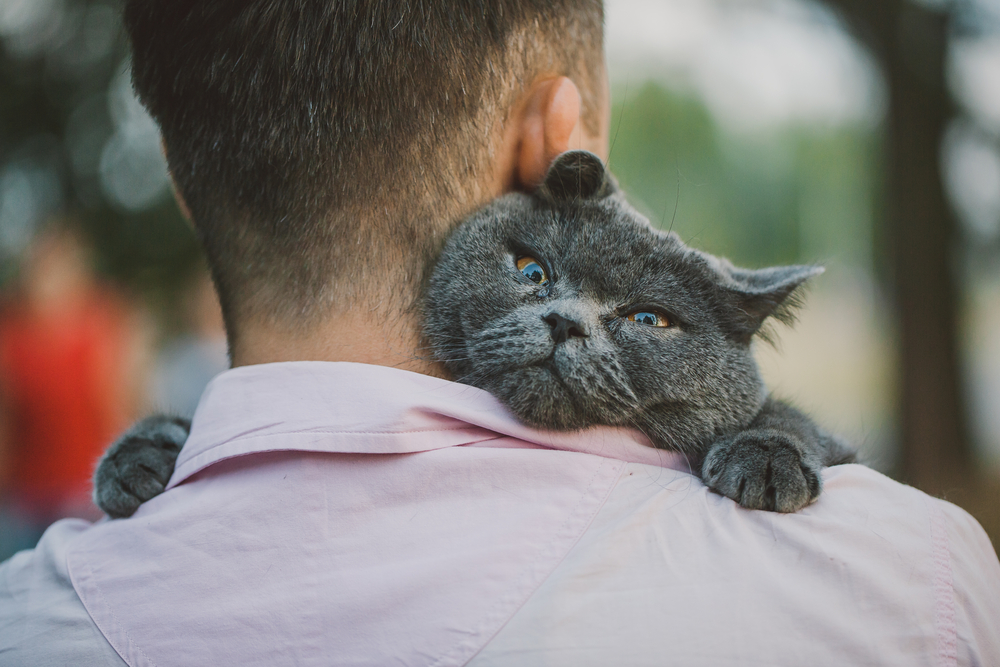 Man in pink shirt photographed from the back while grey cat is huging him around the neck like a child would