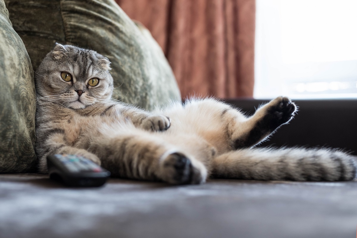 How To Get A Cat To Lose Weight: 6 Helpful Tips