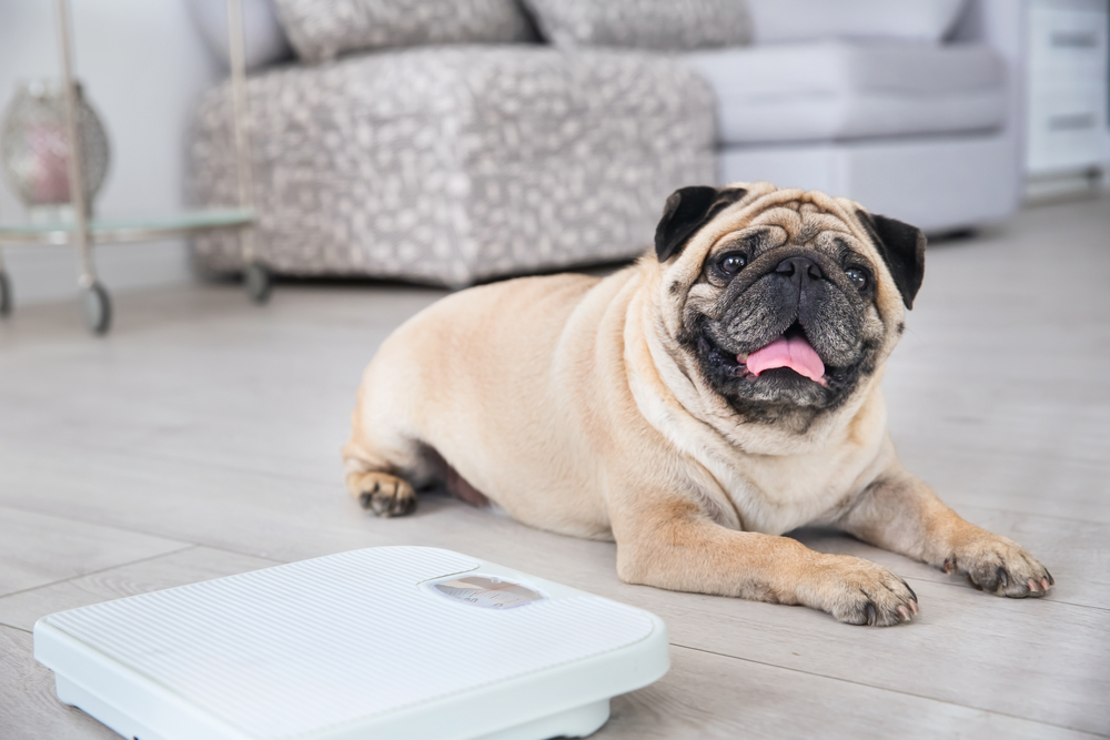 What to Do if Your Dog is Overweight