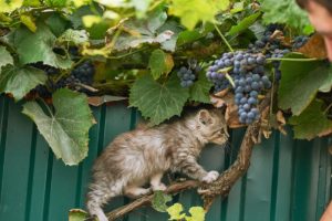 Little grey cute cat sits on a branch of blue grapes