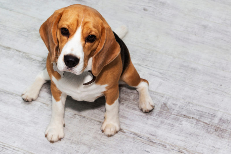 A fat Beagle dog sits on the floor and waits for food