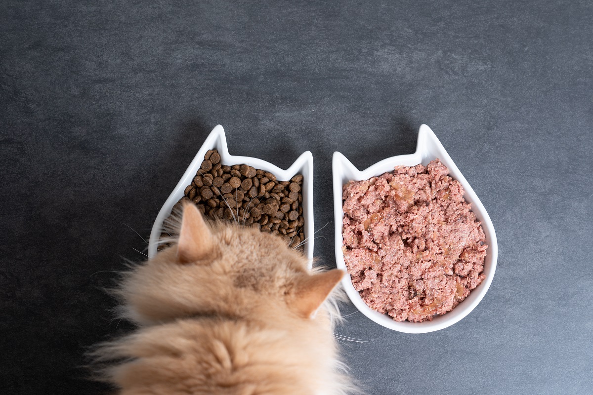 Wet vs. Dry Cat Food