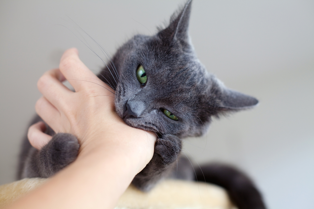 Why Does My Cat Randomly Bite Me: 4 Common Reasons