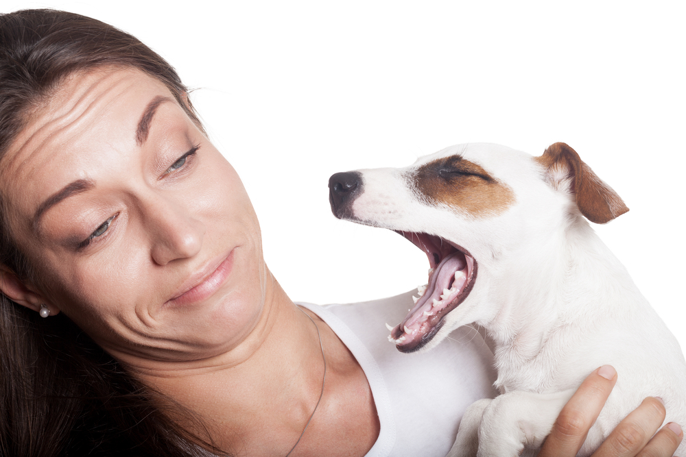 The Most Common Causes of Bad Breath In Dogs