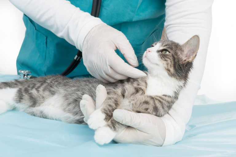 first vet visit cat cost