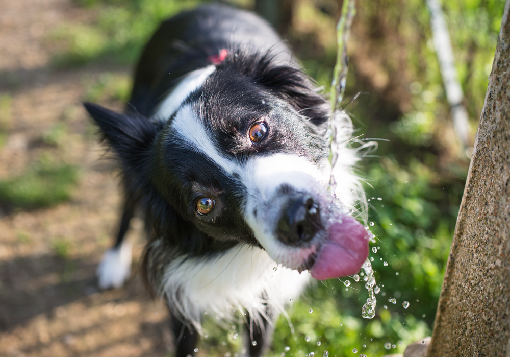 border collie drinking water from the fountain