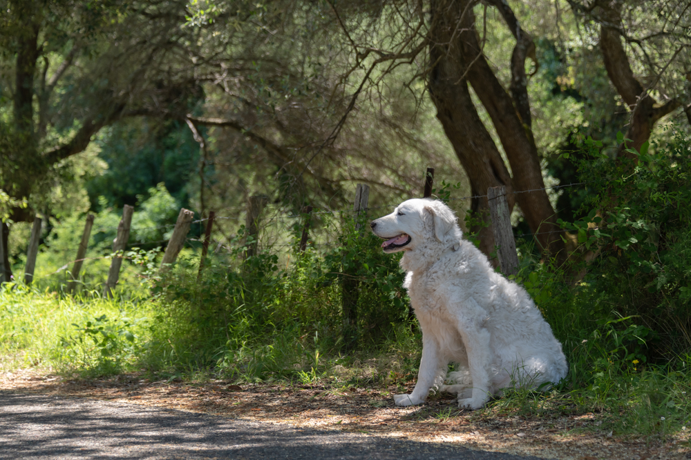 White Kuvasz Dog sitting in the shade of centenary olive trees