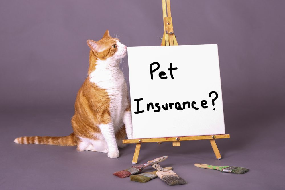 Orange and white tabby cat standing by sign with Pet Insurance? painted on the canvas