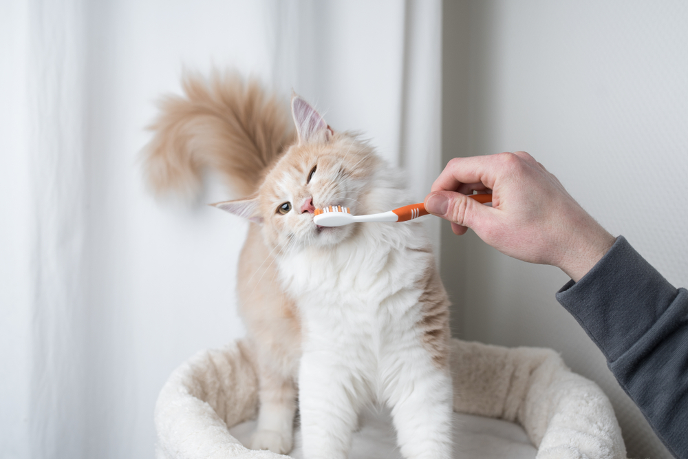 How to Clean Your Cat’s Teeth
