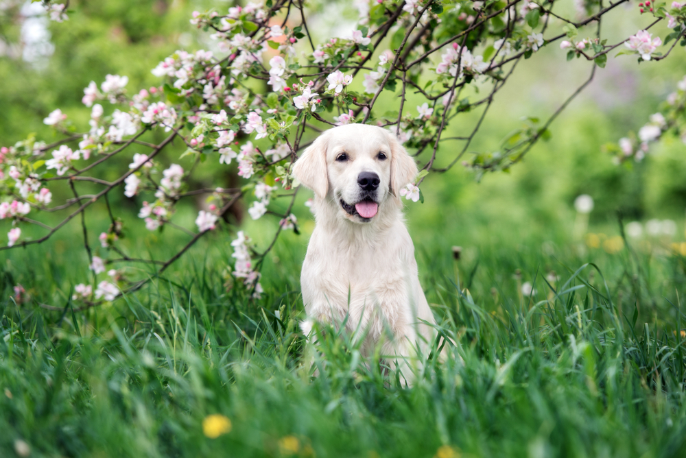 How to Treat Allergies in Dogs