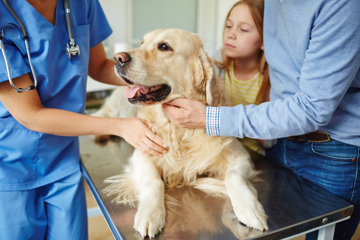 What to do if Your Dog Has Diarrhea?