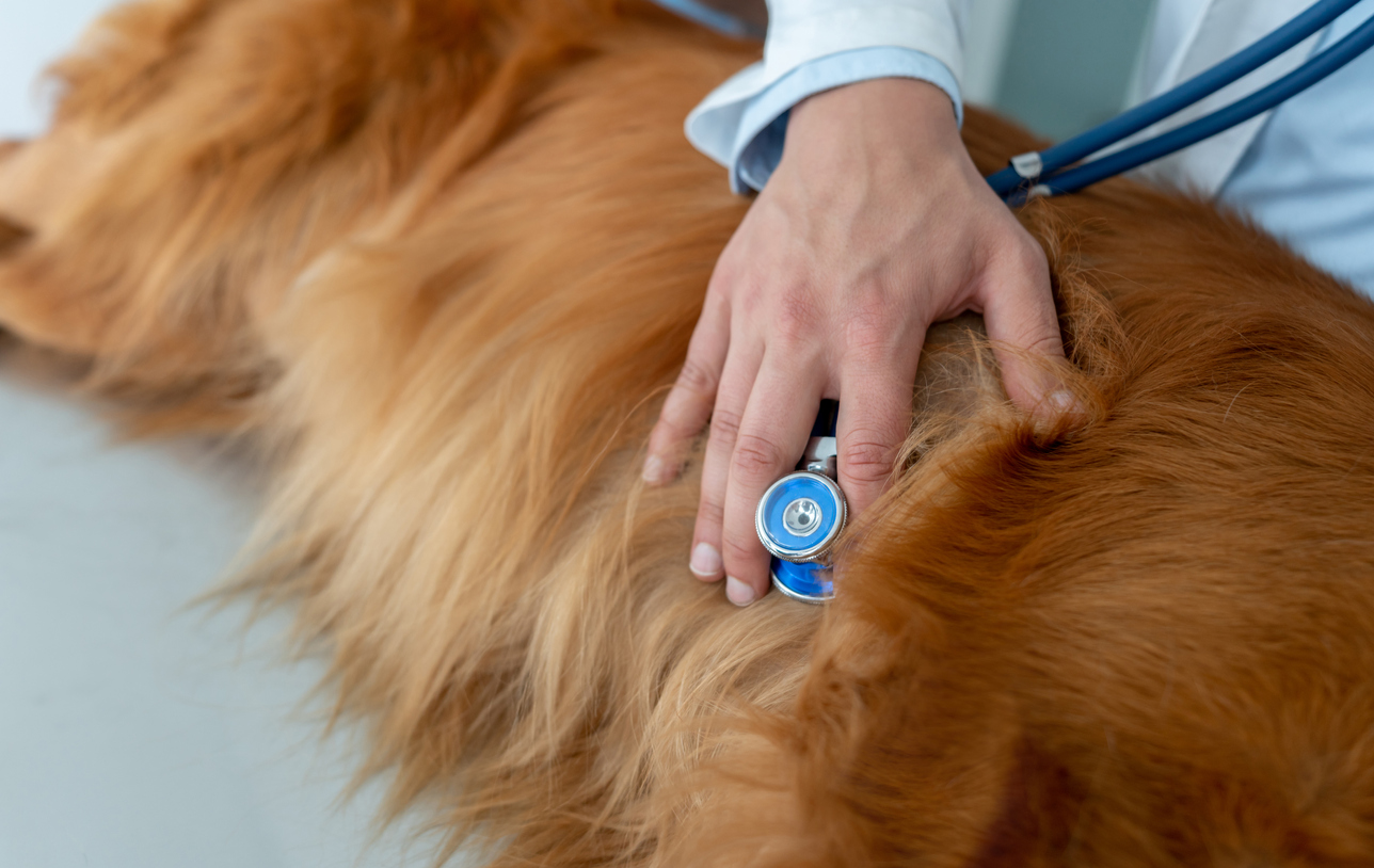Heart Murmurs in Dogs: What It Is, Symptoms & More
