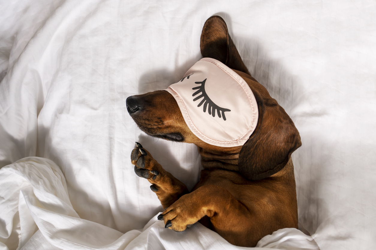 Why Do Dogs Sleep All Day A Dog Owner s Guide AskVet