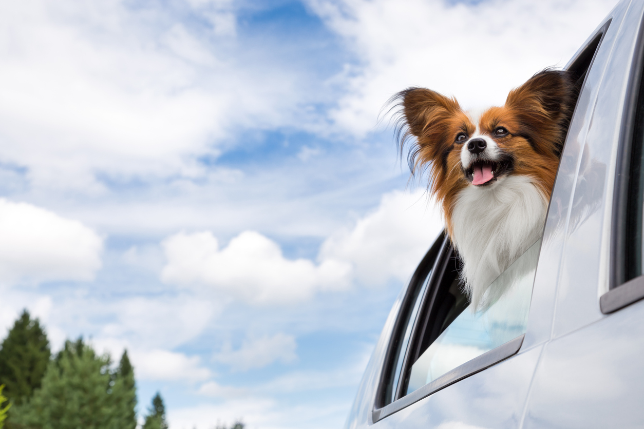 Tips For Road Trips With Pets