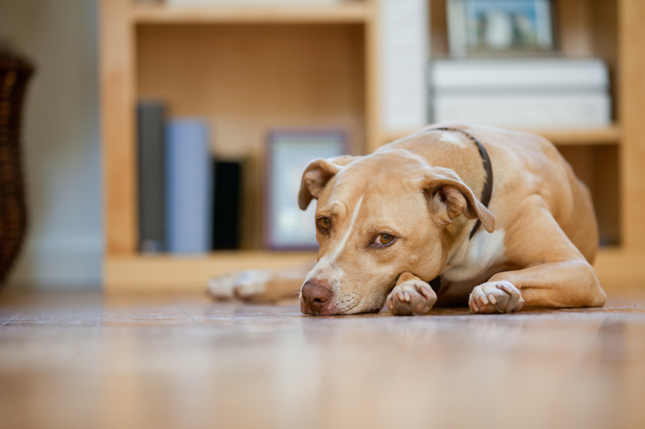 What Causes Diarrhea In Dogs?