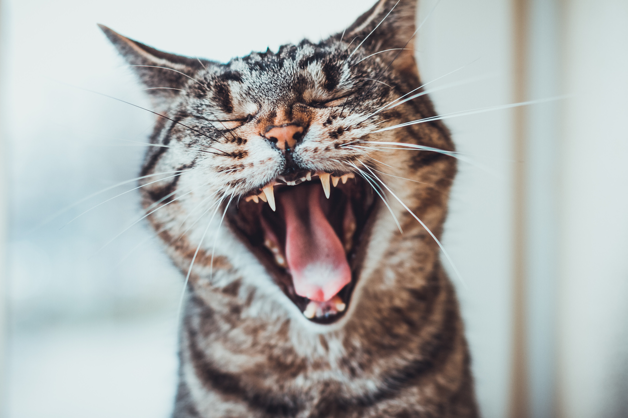 Dental Disease In Cats