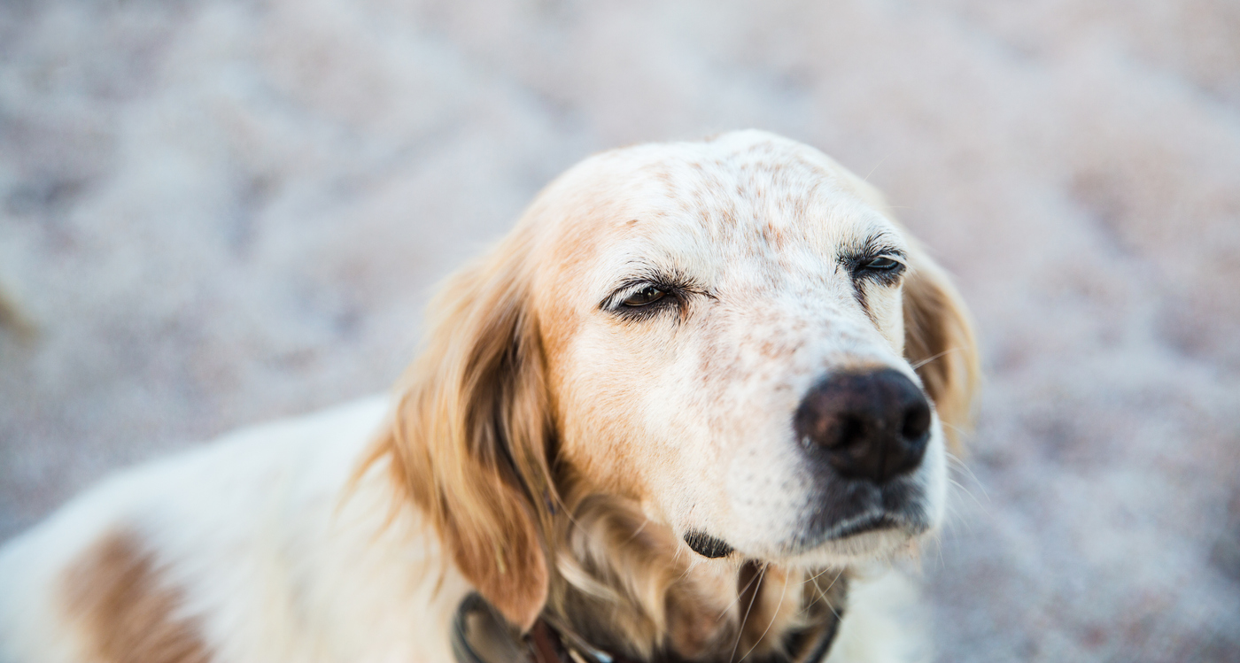 Reasons For Runny Eyes In Dogs AskVet