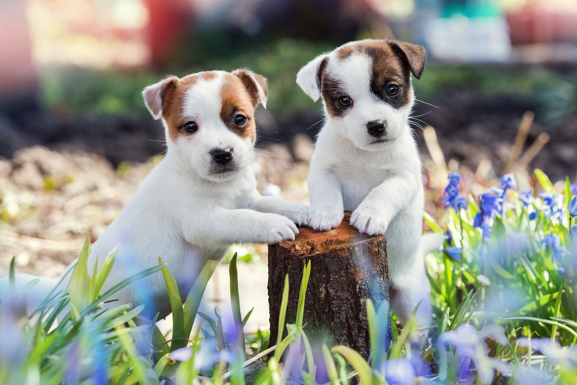 two white puppy Jack Russell Terrier standing on tree stump among purple flowers