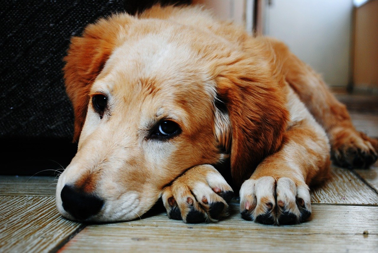 Home Remedies for Dog Vomiting