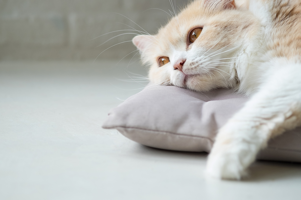Sick cat lying on a pillow