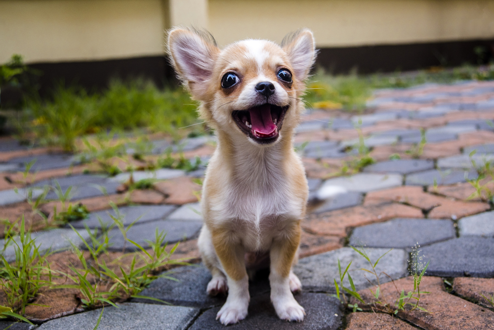 III. Physical Characteristics of Chihuahuas