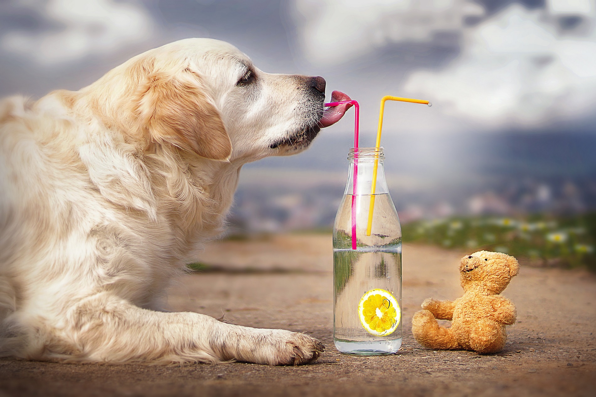 Cute dog with a bottle of lemonade