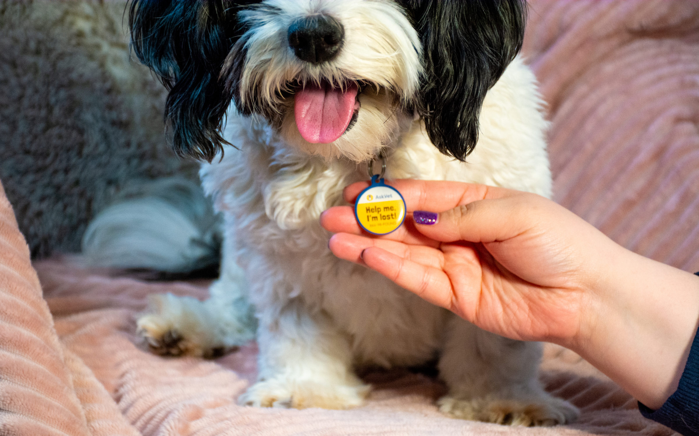 Find Your Lost Pet with One Pet ID