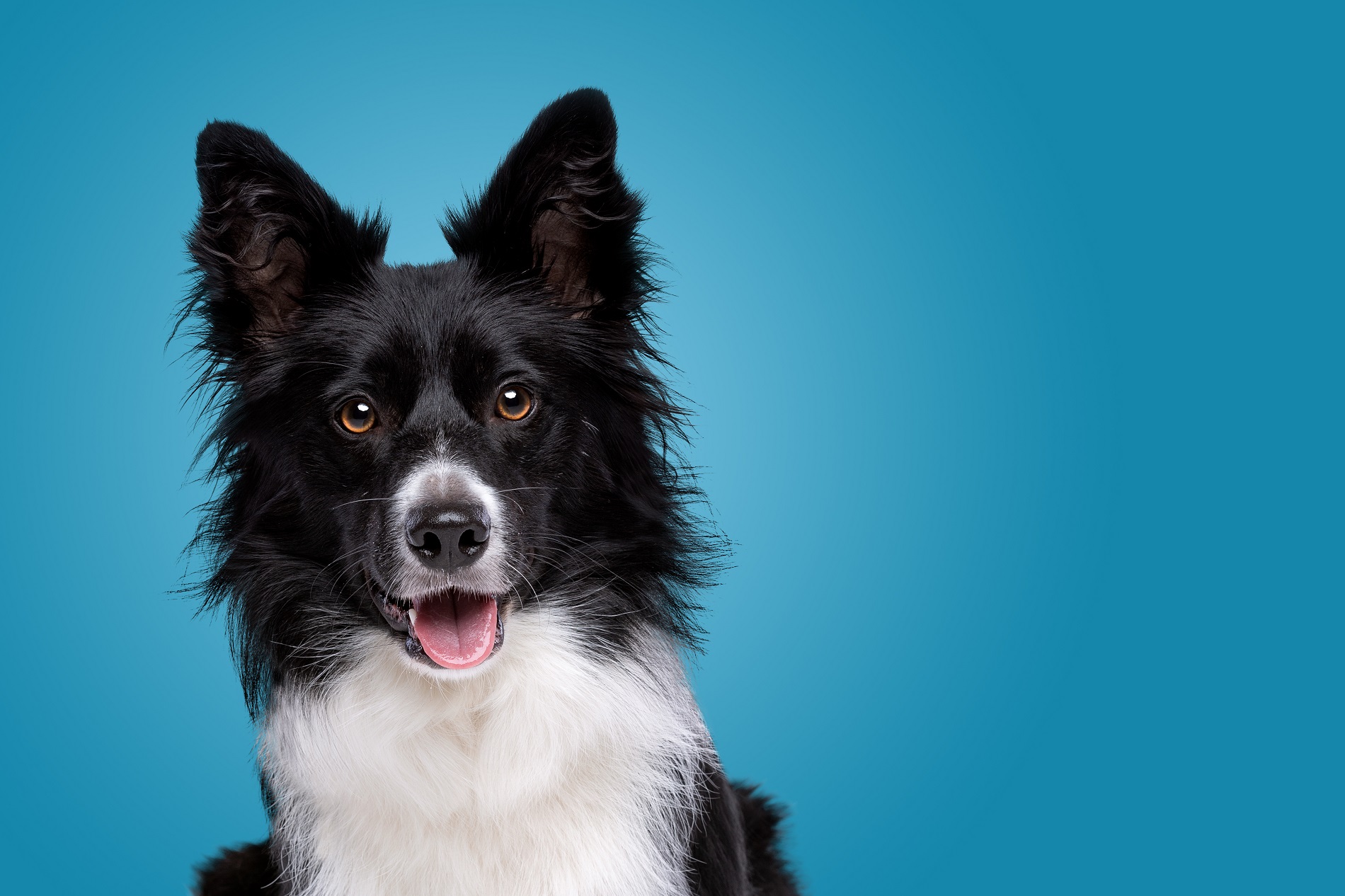 portrait of a black and white border collie dog in front of a blue background