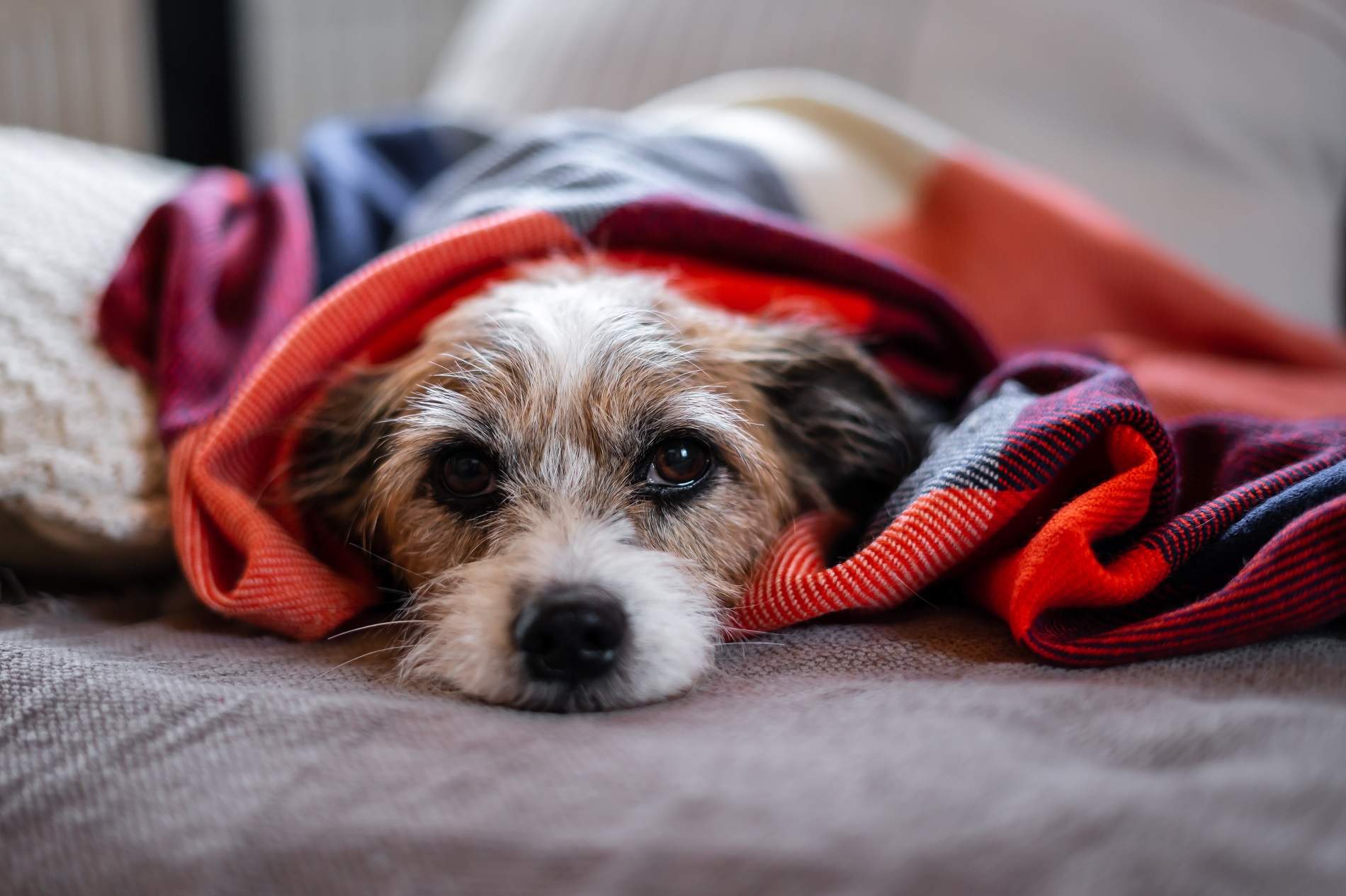Sick Jack Russel dog lies wrapped in a brightly colored blanket on a couch
