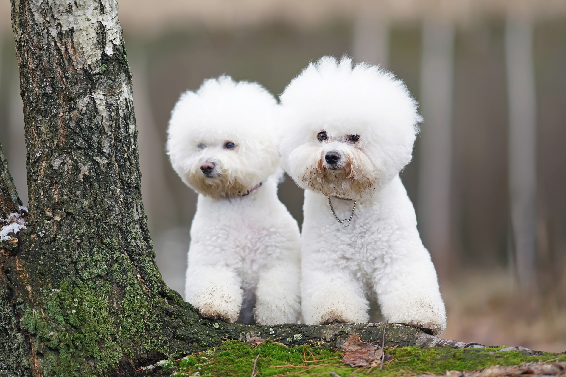 Adorable Bichon Frise dogs with stylish haircuts posing outdoors in a forest