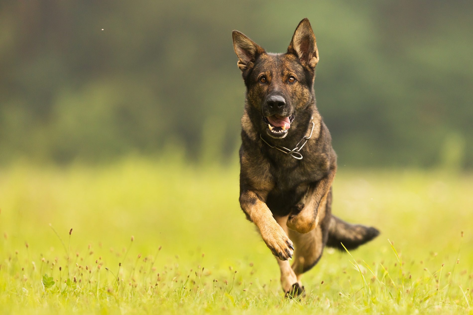 What are the Easiest Dogs to Train?