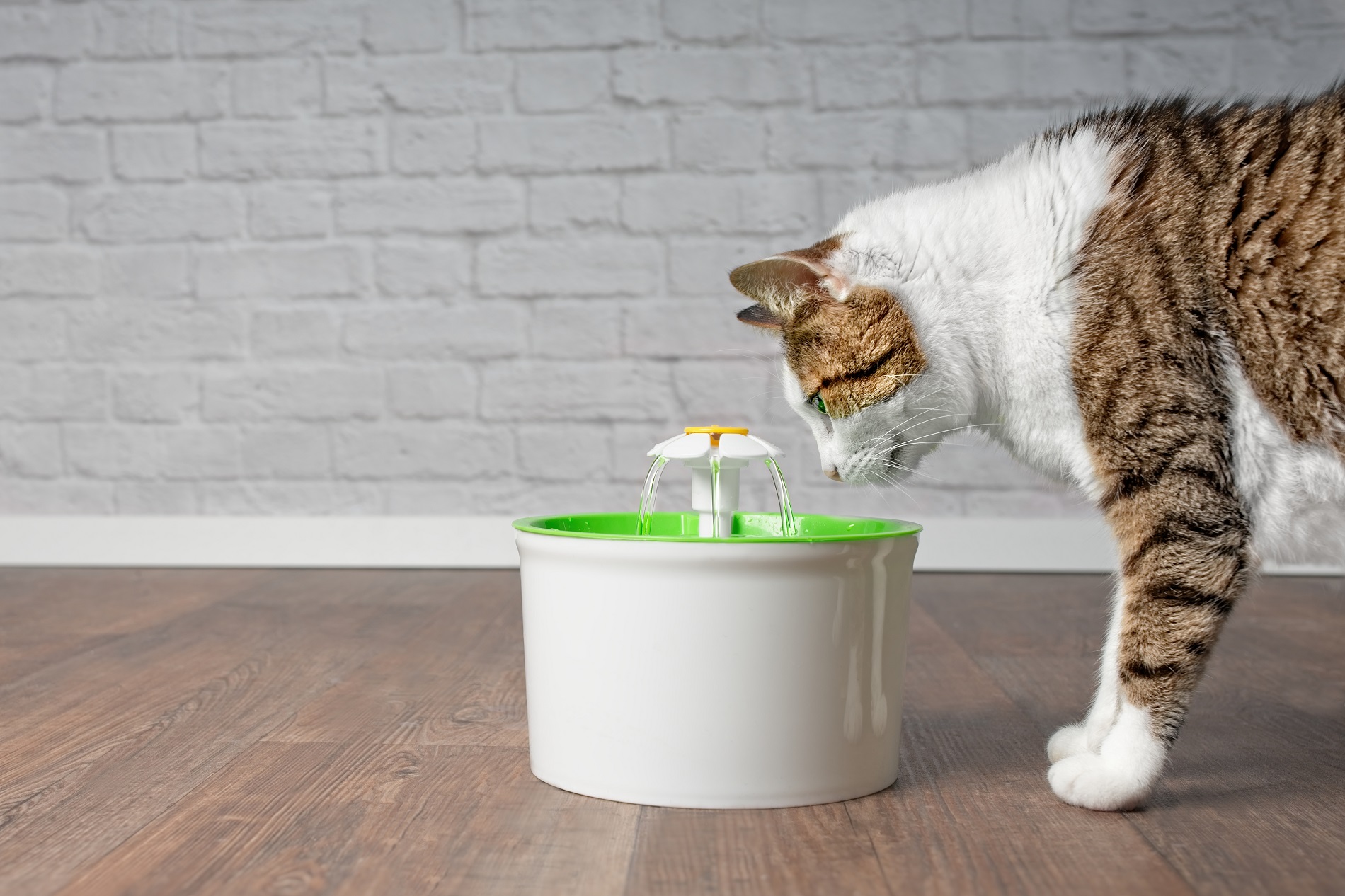 Thirsty tabby cat drinking water from a pet drinking fountain