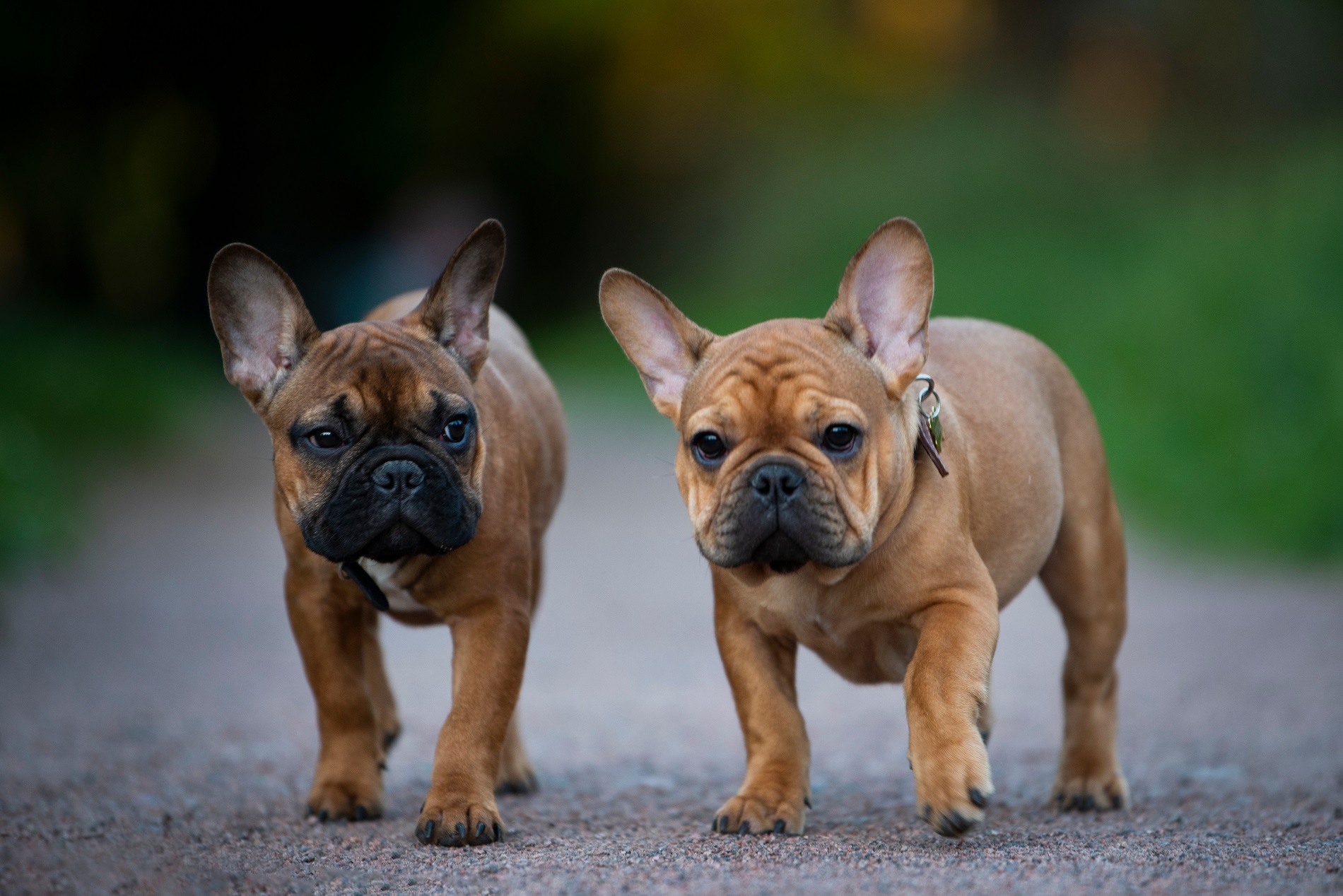 About The Breed: French Bulldog Highland Canine Training | lupon.gov.ph