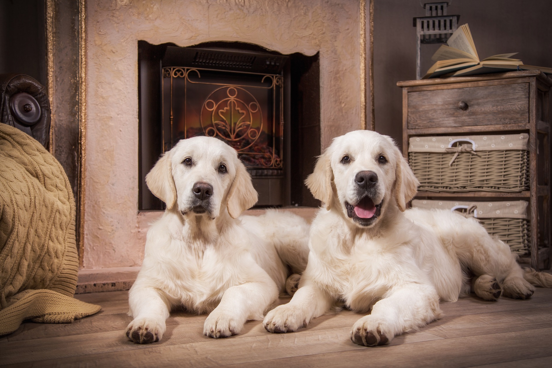 cute golden retriever puppies sitting in front of the fireplace