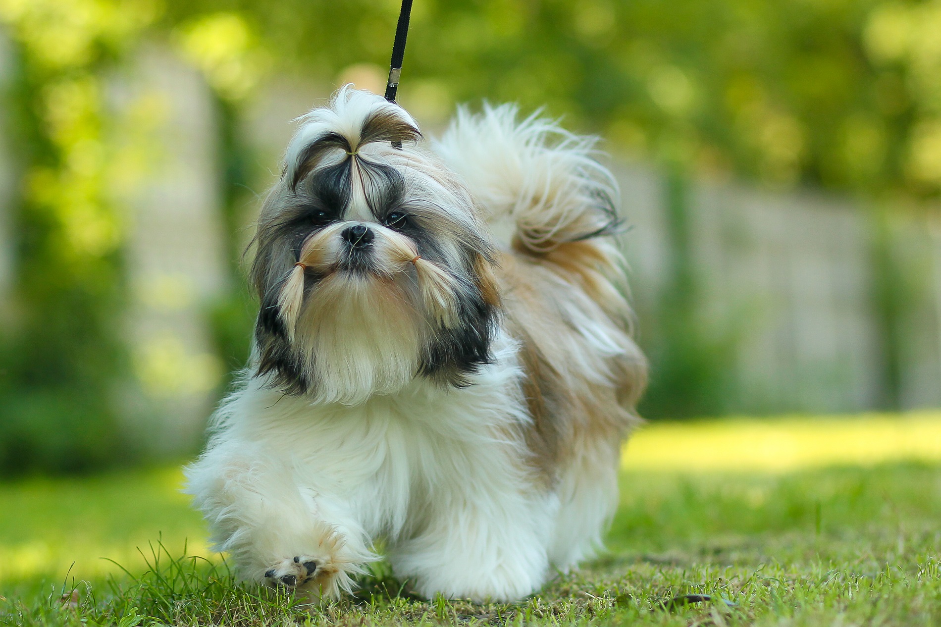 What Makes Shih Tzus Happy