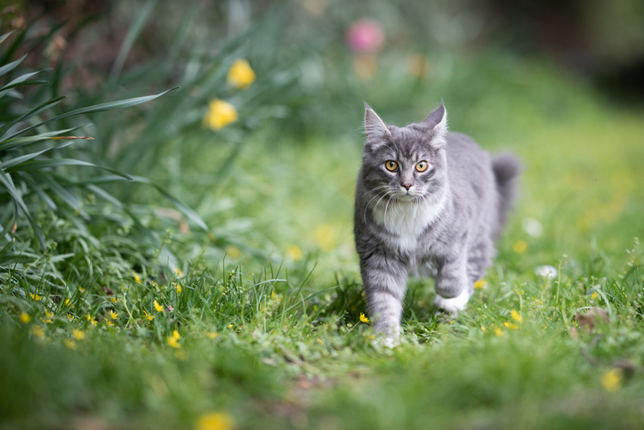 What To Do If Your Cat Goes Missing