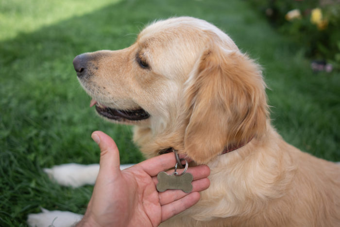 what-to-do-if-you-find-a-lost-dog-askvet