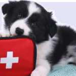 puppy first aid