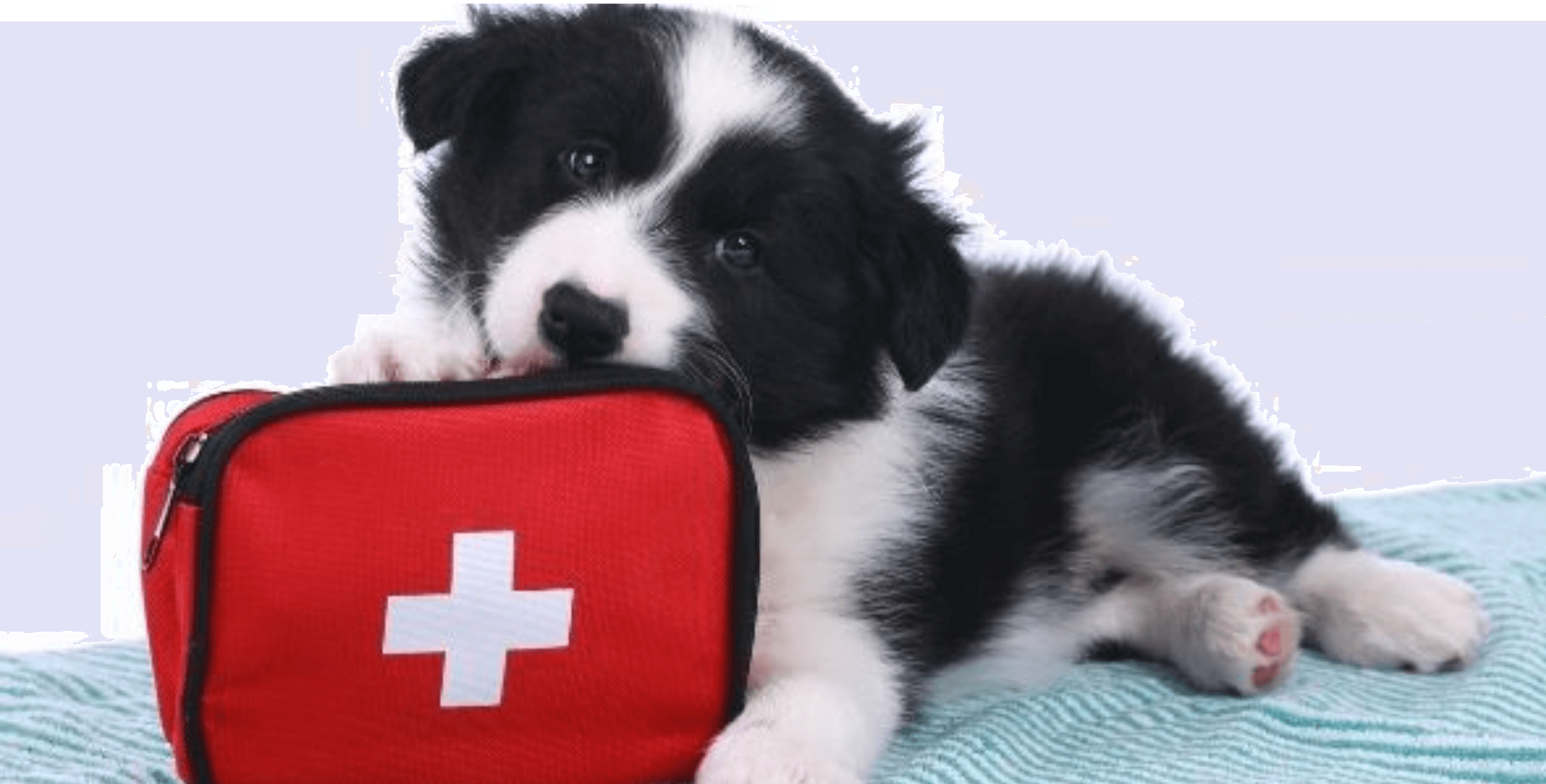puppy first aid