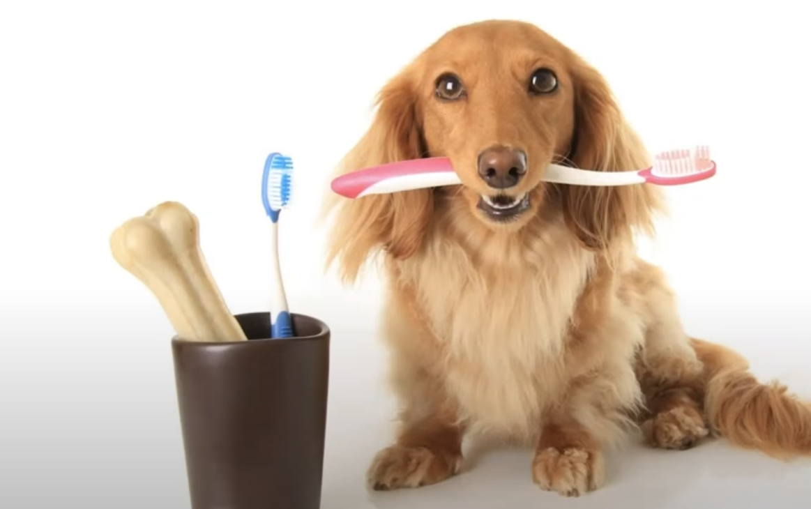 Pet Dental Health - What Not to Ignore