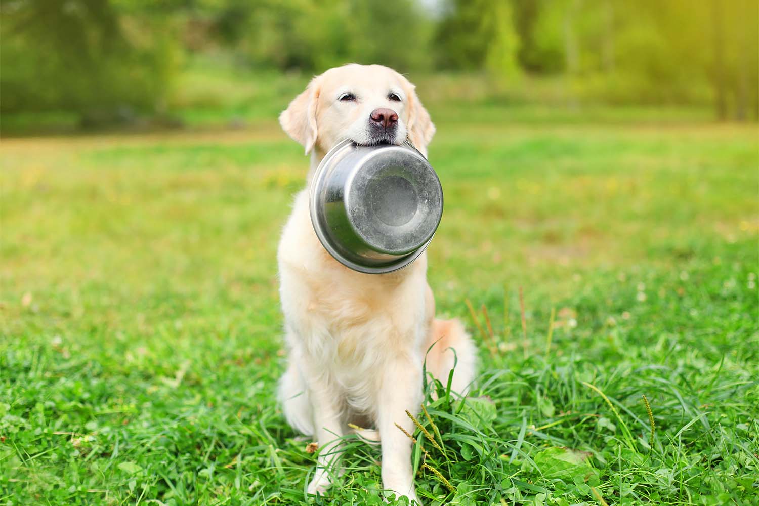 5 Bland Foods To Feed a Dog With Diarrhea