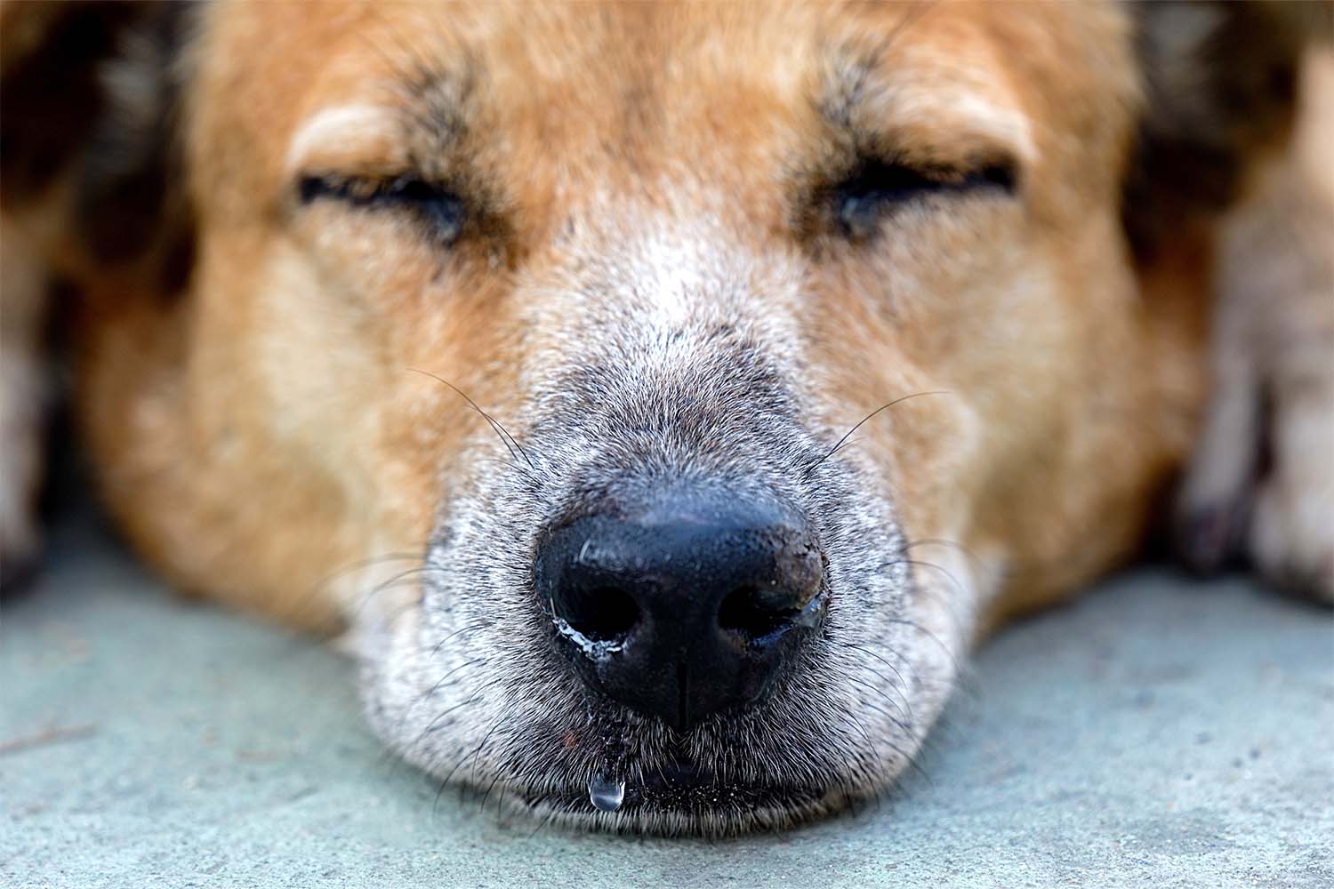 Dog Runny Nose: 7 Specific Symptoms & Their Causes