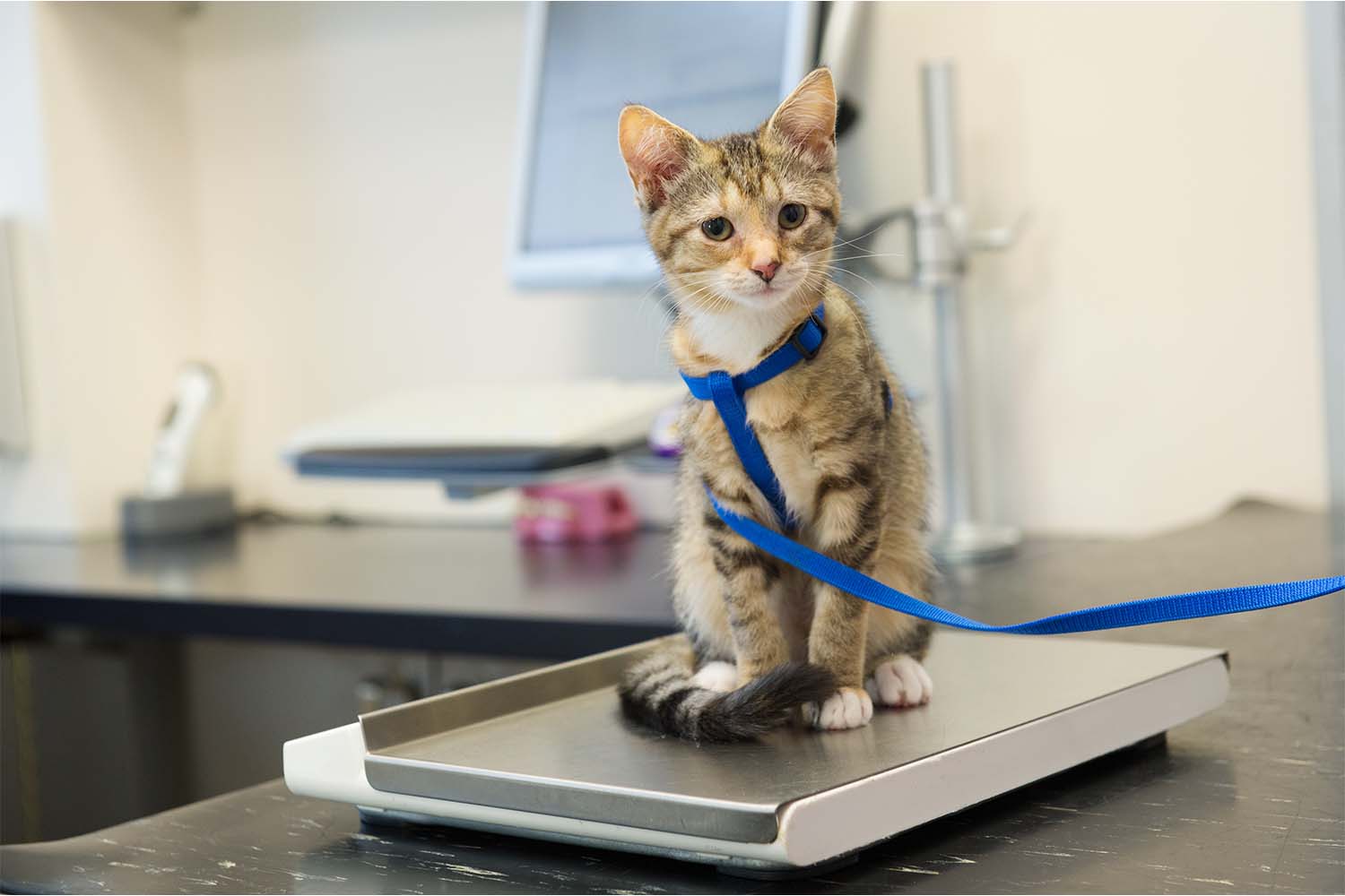 Finding a Healthy Weight for Your Cat: Weight Chart