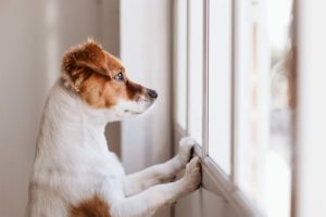 4 Reasons Your Dog Isn’t Eating & Possible Solutions