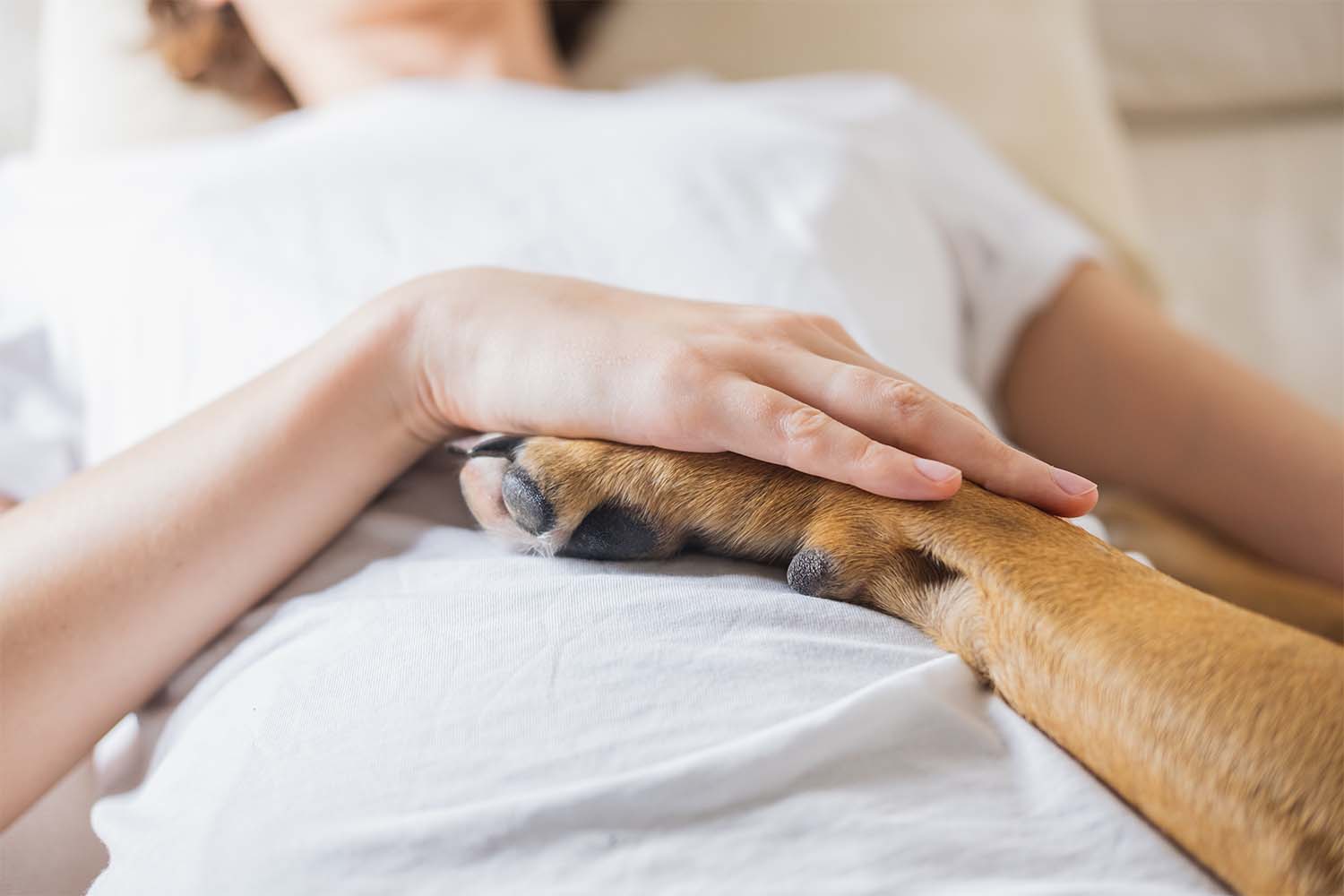Safe Pain Relief for Dogs